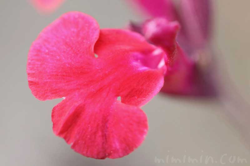 チェリーセージの花の写真 花言葉 名前の由来 みみみんブログ