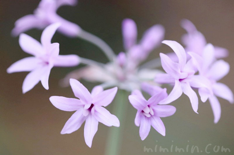 ツルバキア（紫）の花の写真と花言葉