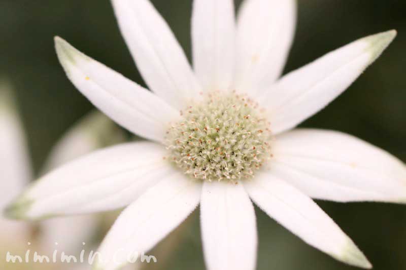 フランネルフラワーの花の写真・花言葉の画像