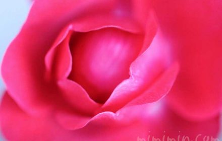 赤いバラの写真とバラの香りの効果・効能