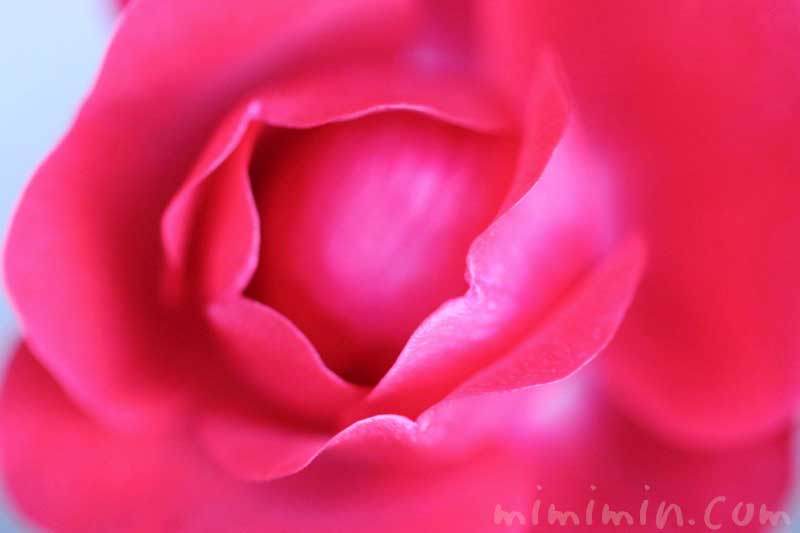 赤いバラの写真とバラの香りの効果・効能