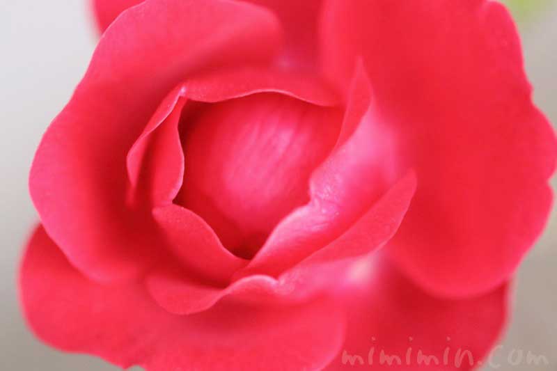 赤いバラの花の写真｜バラの香りの効果・効能の画像