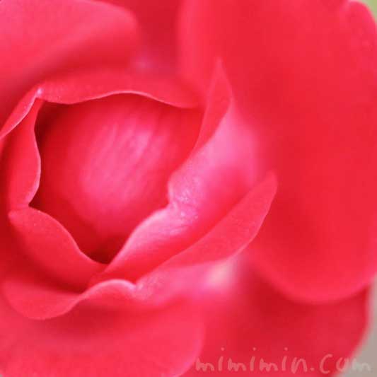赤いバラの花の写真とバラの香りの効果・効能