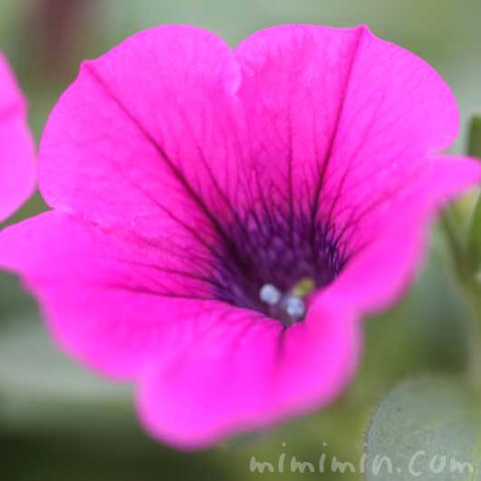 ペチュニア（赤紫色）の花の写真と花言葉の画像