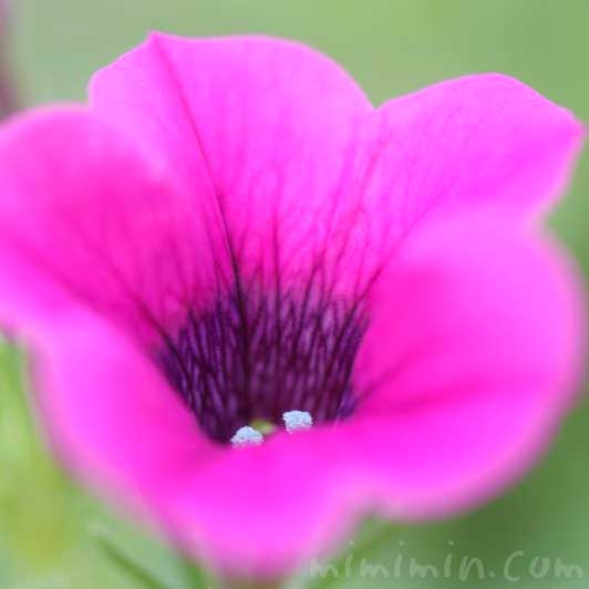 ペチュニア（赤紫色）の写真 花言葉