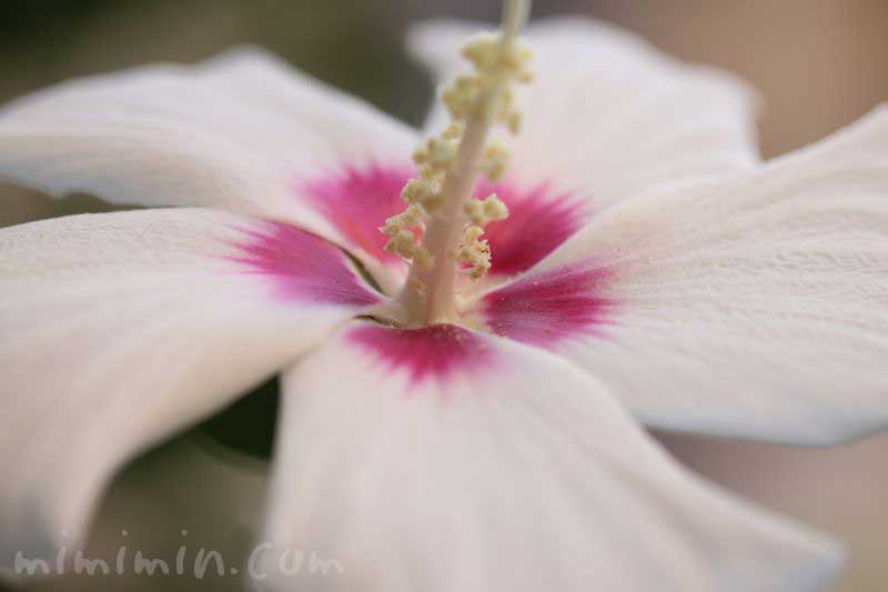 ムクゲの花の写真 花言葉 効能 誕生花 みみみんブログ