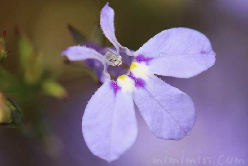 ロベリア（青）の花の写真