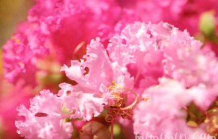 ピンク色のサルスベリの写真・花言葉の画像
