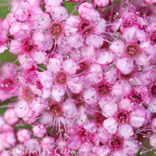 下野（ピンク色）の花の写真と花言葉