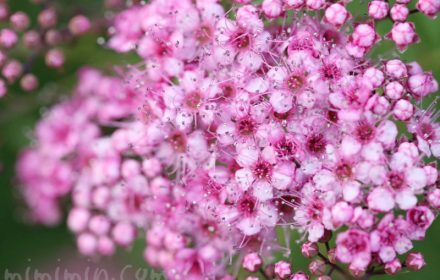 シモツケ（ピンク）の写真 花言葉の画像