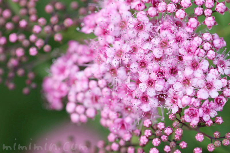 シモツケ（ピンク）の花の写真 花言葉