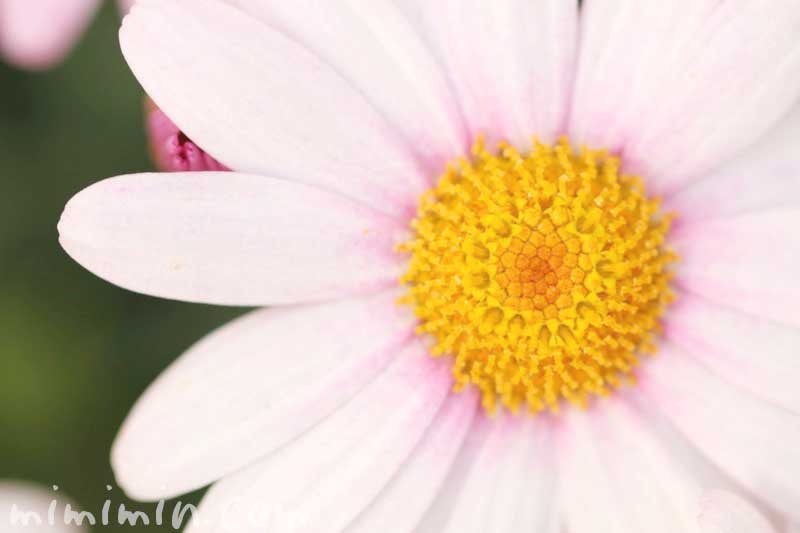 マーガレットの写真 花言葉来と別名