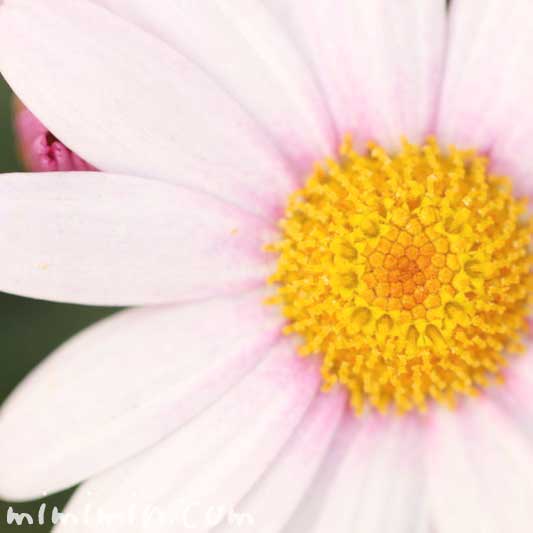 マーガレットの花の写真と花言葉・名前の由来と別名