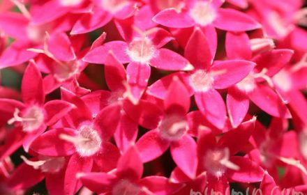 ペンタス（濃いピンク色）花の写真＆花言葉の画像