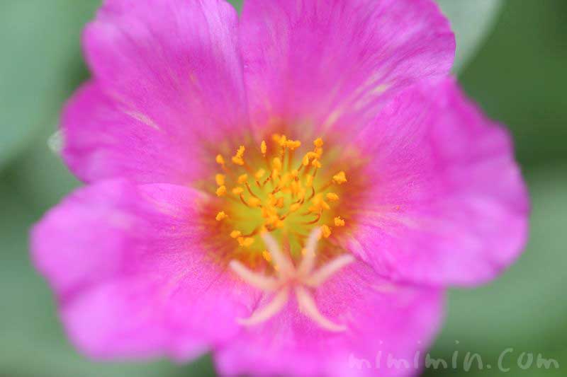 ハナスベリヒユの花言葉・誕生花と花の写真