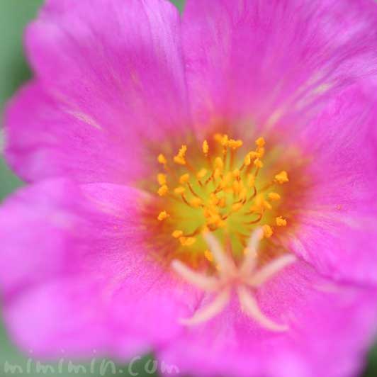 ポーチュラカの花言葉・誕生花・花の写真の画像