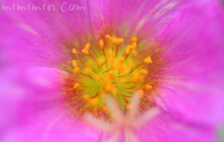 ハナスベリヒユの花言葉・誕生花・花の写真の画像