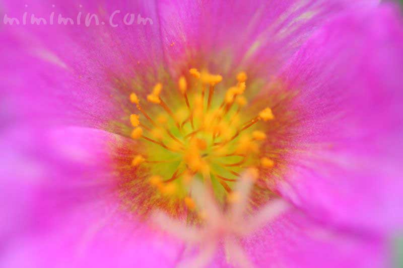 ハナスベリヒユの花言葉・誕生花・花の写真の画像