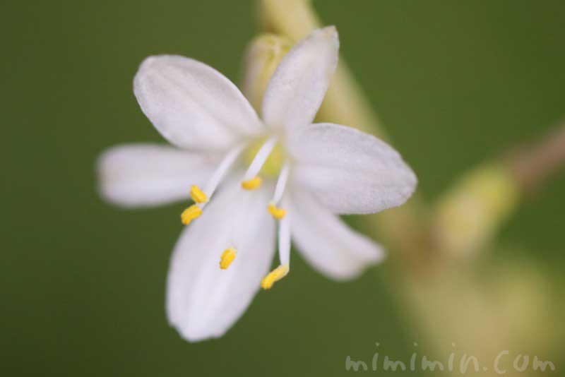 オリヅルランの花の写真