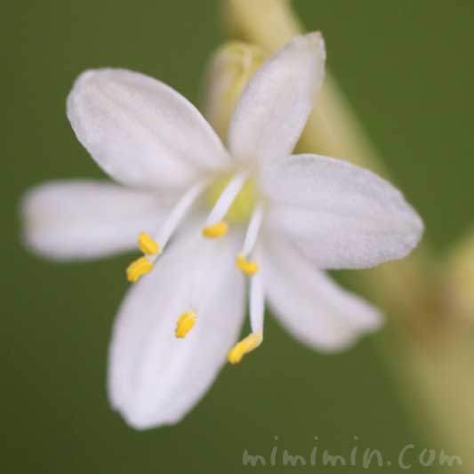 オリヅルランの花の写真 花言葉 みみみんブログ