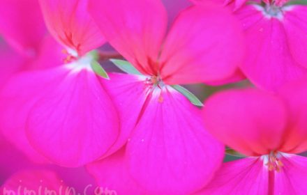 ゼラニウム（濃いピンク色） 花の写真と花言葉