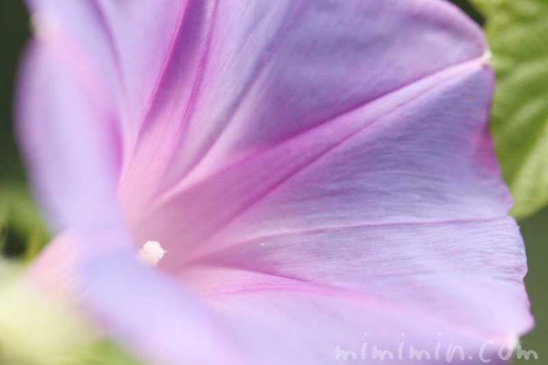 琉球朝顔の写真・花言葉の画像