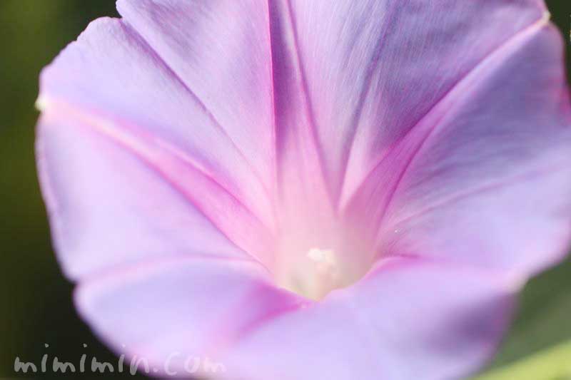 琉球朝顔の花の写真・花言葉の画像
