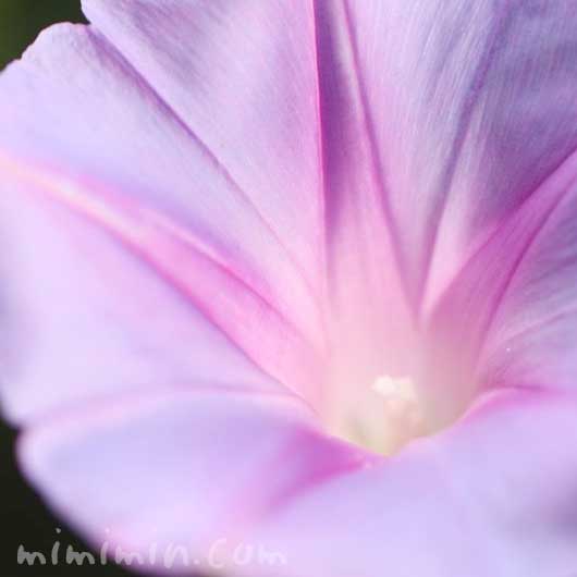 オーシャンブルーの花の写真・花言葉の画像