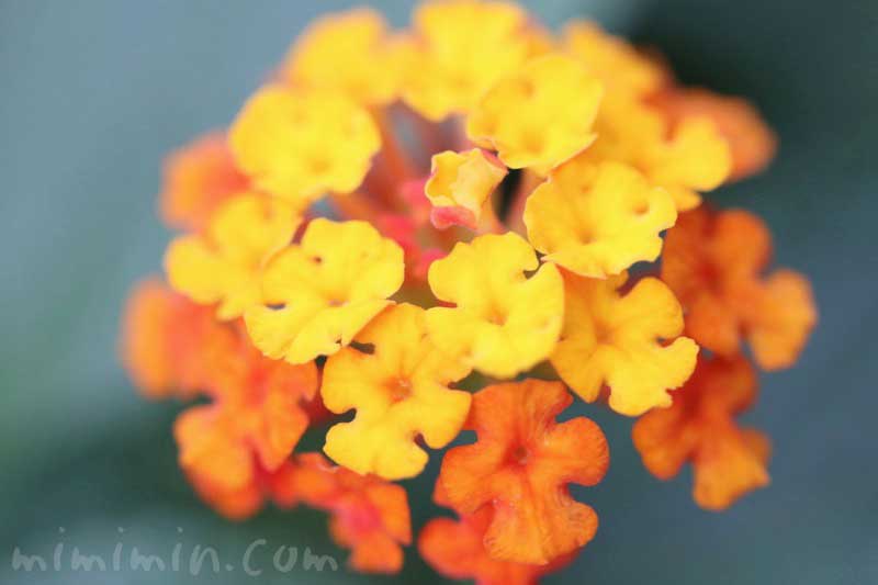 ランタナ(オレンジ色×黄色)花の写真・花言葉の画像