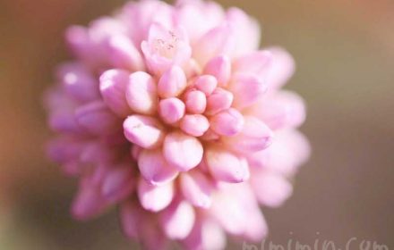 ヒメツルソバ・姫蔓蕎麦の花言葉・誕生花の画像