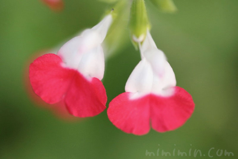 ホットリップス サルビア ミクロフィラ チェリーセージ の花の写真 花言葉 みみみんブログ