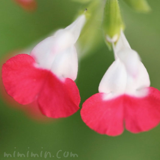 ホットリップス サルビア ミクロフィラ チェリーセージ の花の写真 花言葉 みみみんブログ