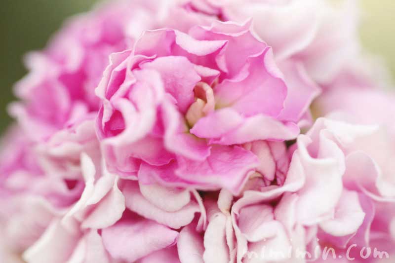 ストックの花の写真（八重咲き）・花言葉の画像