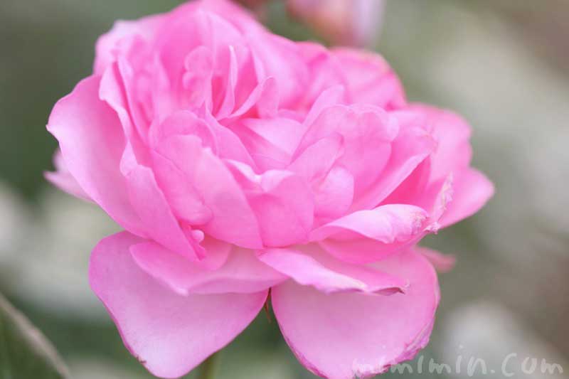 バラ(ピンク)の花の写真・花言葉・誕生花の画像