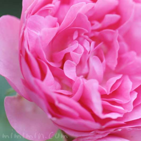 バラ(ピンク)の花の写真と花言葉と誕生花