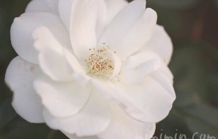 白バラの画像