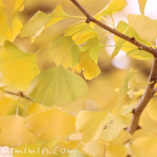黄葉したイチョウの葉