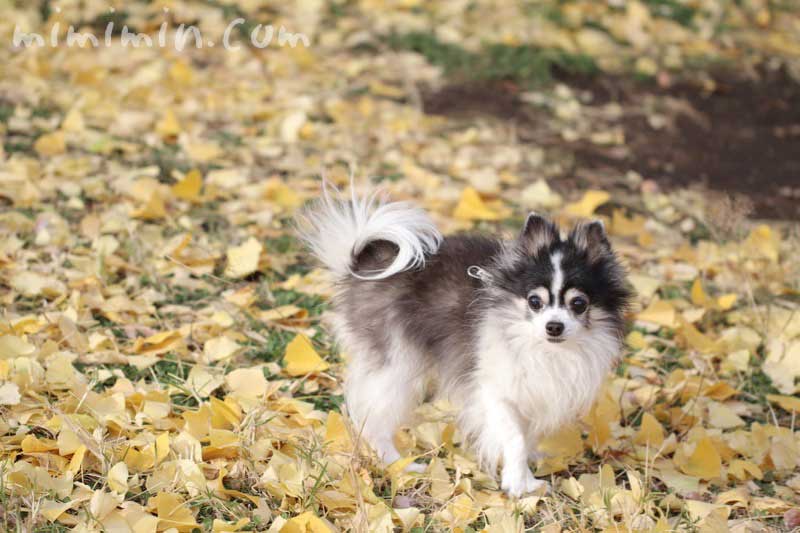 銀杏と犬の写真