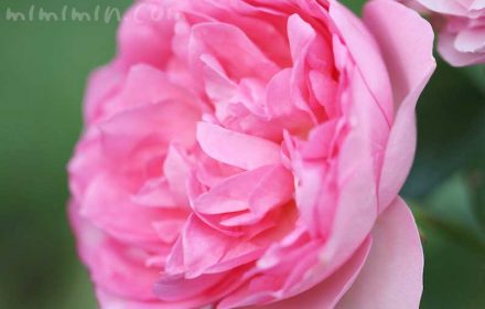バラ(ピンク)の花言葉・誕生花の画像