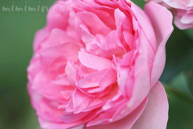 バラ(ピンク)の花言葉・誕生花の画像