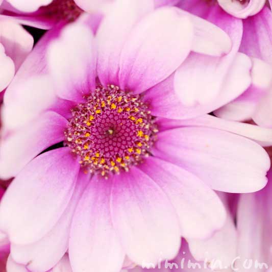 赤紫のオステオスペルマム・アフリカンデージーの花の写真 花言葉