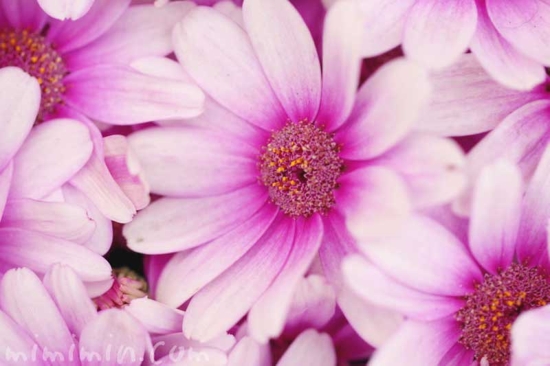 オステオスペルマム・アフリカンデージーの花の写真＆花言葉の画像