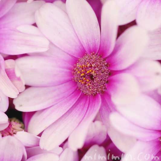 赤紫のオステオスペルマム・アフリカンデージーの写真 花言葉