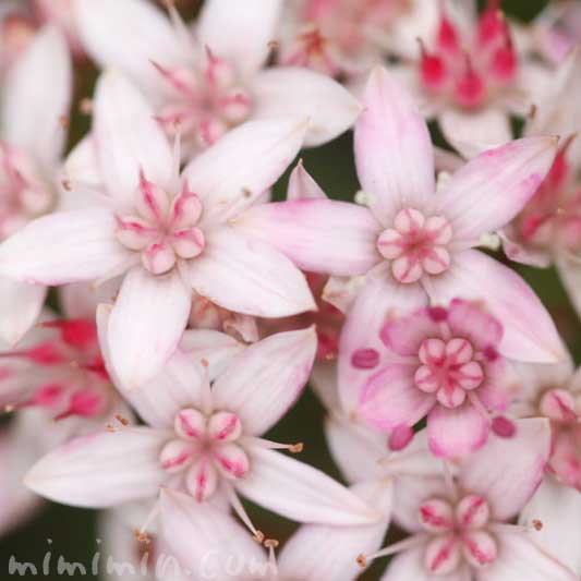 カネノナルキの花の写真と花言葉（金運アップの観葉植物）の画像