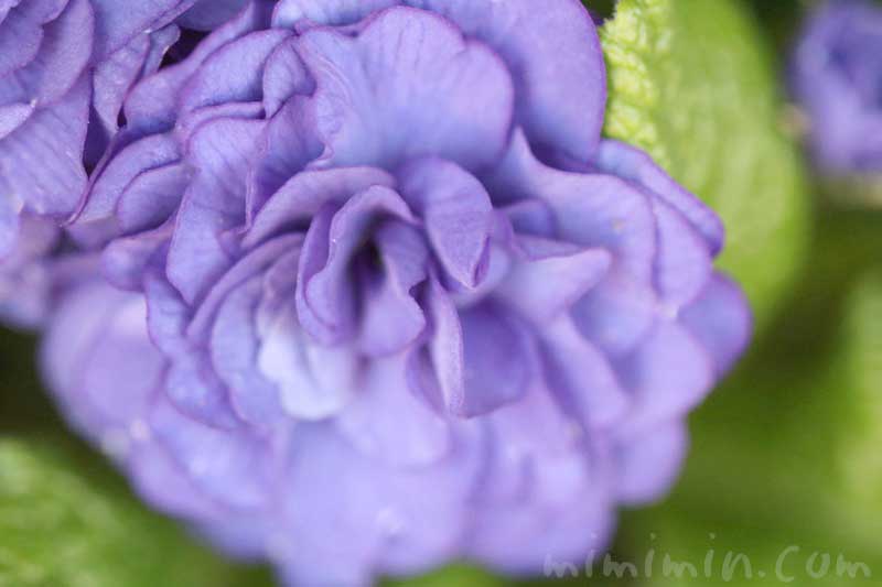 プリムラ ベラリーナの花（紫色）の画像