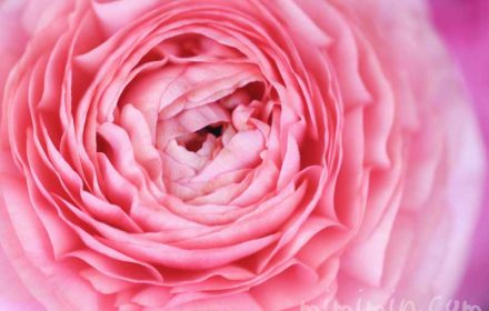 ラナンキュラス（ピンク）花の写真・花言葉・誕生花の画像