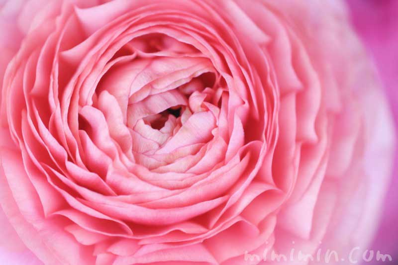 ラナンキュラス（ピンク）花の写真・花言葉・誕生花の画像