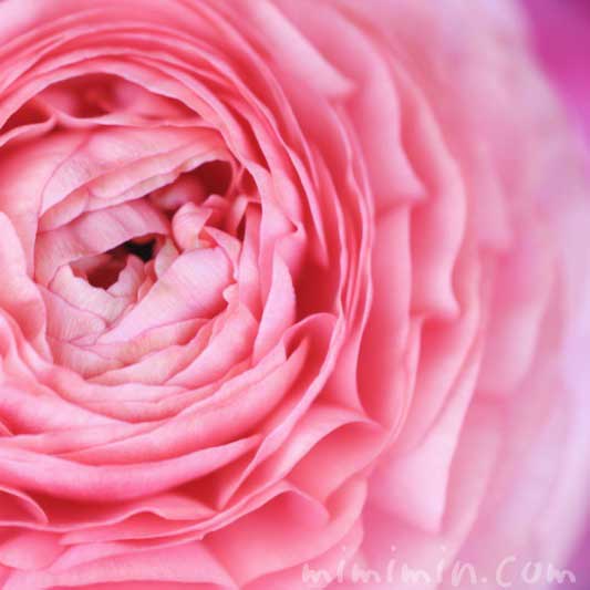 ラナンキュラス（ピンク）の花の写真と花言葉と誕生花