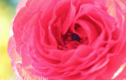 赤いラナンキュラスの花の写真・花言葉・毒性の画像
