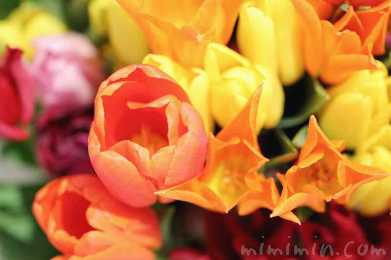 オレンジ色と黄色のチューリップの花の画像